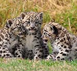 Captive Breeding of Endangered Snow Leopard  